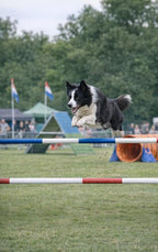 Alles-over-Hondenagility-flaptekst-9789465487526