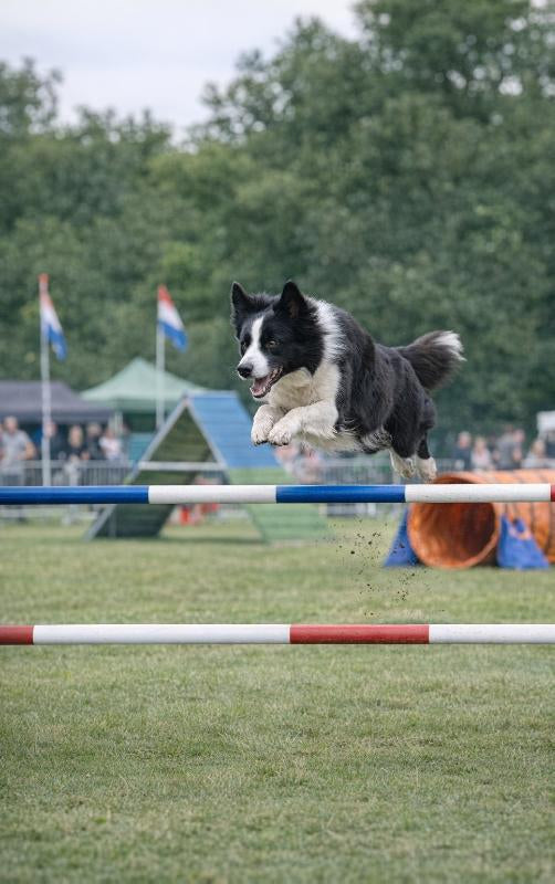 Alles-over-Hondenagility-flaptekst-9789465487526