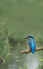 Alles-over-IJsvogels-flaptekst-9789465484396