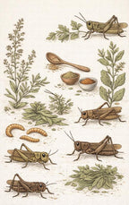Alles-over-Insecten-Eten-flaptekst-9789465483818