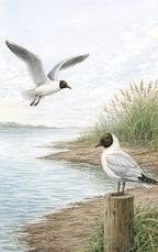 Alles-over-Kokmeeuwen-flaptekst-9789465485904