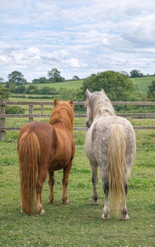 Alles-over-Pony-s-flaptekst-9789465488028