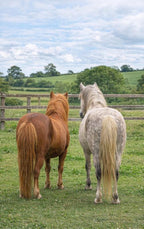 Alles-over-Pony-s-flaptekst-9789465488028