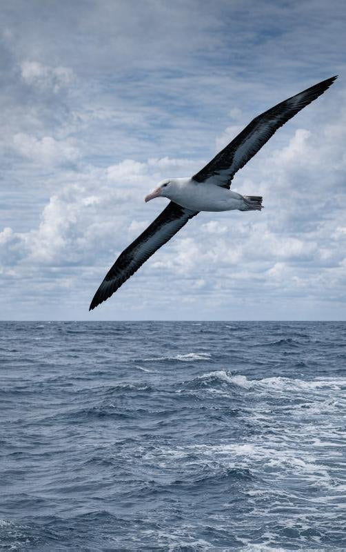 Alles-over-de-Albatros-flaptekst-9789465487342