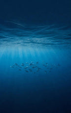 Alles-over-de-Oceanen-flaptekst-9789465581729