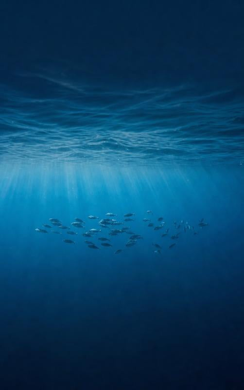 Alles-over-de-Oceanen-flaptekst-9789465581729