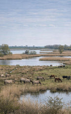 Alles-over-de-Oostvaardersplassen-flaptekst-9789465485522
