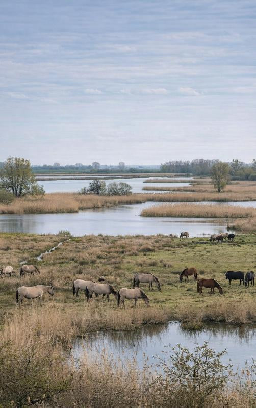 Alles-over-de-Oostvaardersplassen-flaptekst-9789465485522
