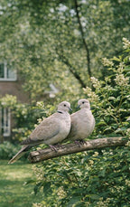 Alles-over-de-Turkse-Tortel-flaptekst-9789465502151