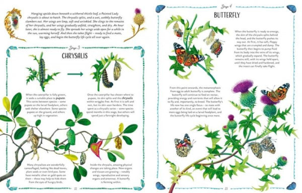 Butterflies-flaptekst-9781510230941