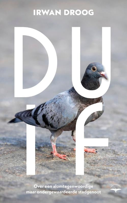 Duif